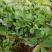 天禧大叶黄花草头种子食用苜蓿草种子金花菜春秋季野菜农家菜
