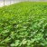 天禧大叶黄花草头种子食用苜蓿草种子金花菜春秋季野菜农家菜