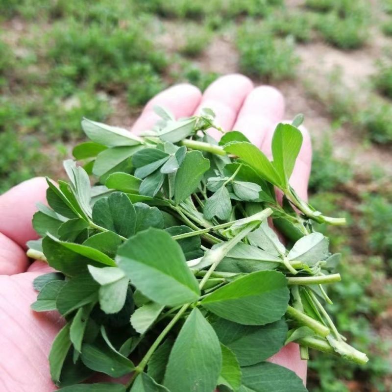 天禧大叶黄花草头种子食用苜蓿草种子金花菜春秋季野菜农家菜