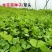 天禧大叶黄花草头种子食用苜蓿草种子金花菜春秋季野菜农家菜