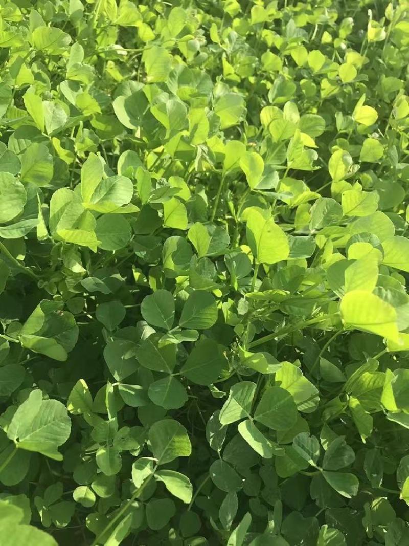 天禧大叶黄花草头种子食用苜蓿草种子金花菜春秋季野菜农家菜