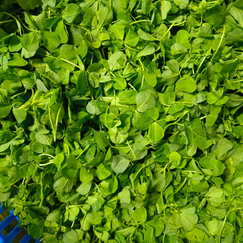 天禧大叶黄花草头种子食用苜蓿草种子金花菜春秋季野菜农家菜