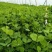 天禧大叶黄花草头种子食用苜蓿草种子金花菜春秋季野菜农家菜