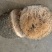 猪宝（猪纱）