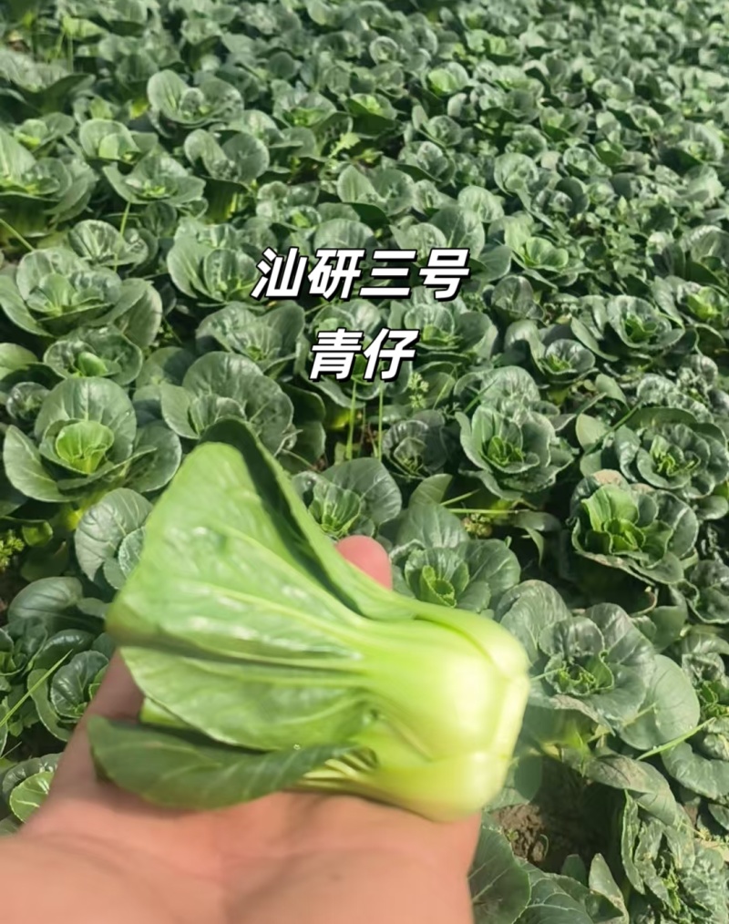 汕研三号青仔种子糯甜迷你上海青小油菜苏州青种子宁夏小青仔