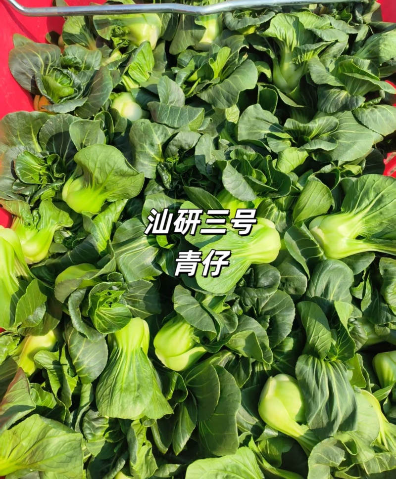 汕研三号青仔种子糯甜迷你上海青小油菜苏州青种子宁夏小青仔