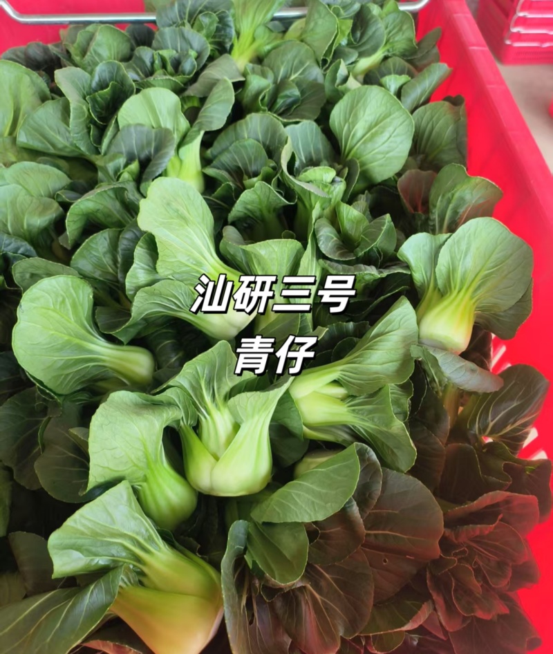 汕研三号青仔种子糯甜迷你上海青小油菜苏州青种子宁夏小青仔