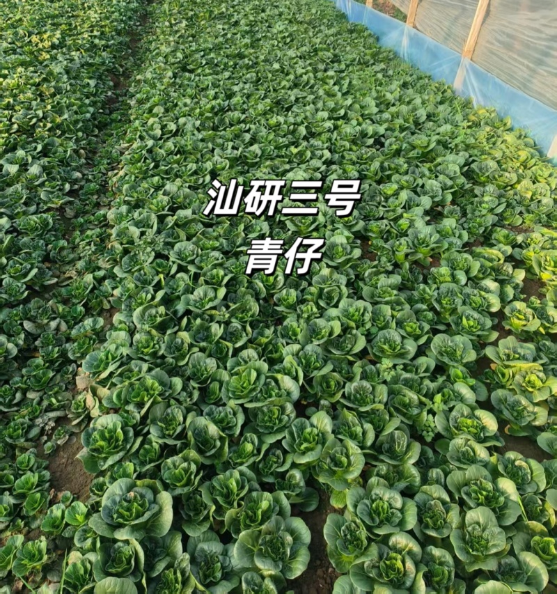 汕研三号青仔种子糯甜迷你上海青小油菜苏州青种子宁夏小青仔