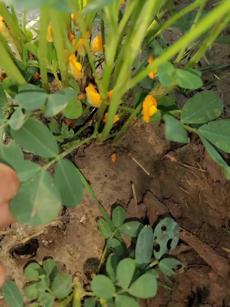 花生果针多下针期专用叶面肥套餐氨基酸水溶肥料初花-盛花期