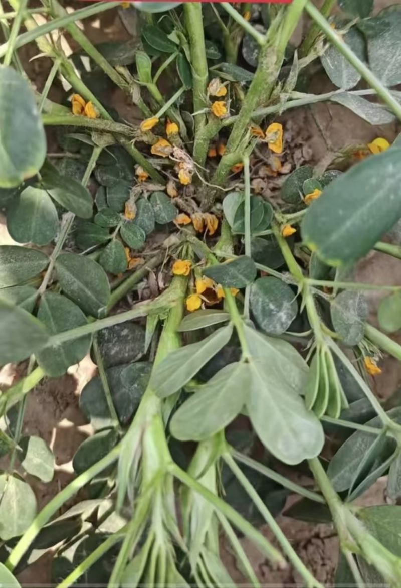 花生果针多下针期专用叶面肥套餐氨基酸水溶肥料初花-盛花期