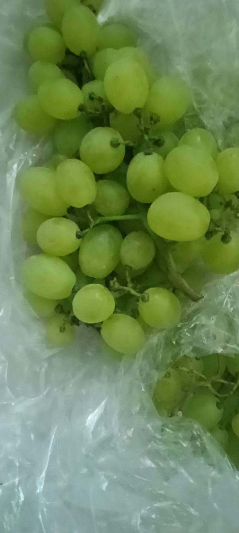 大量维多利亚葡萄上市