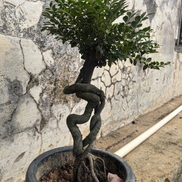 黑骨茶、小叶紫檀