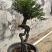 黑骨茶、小叶紫檀