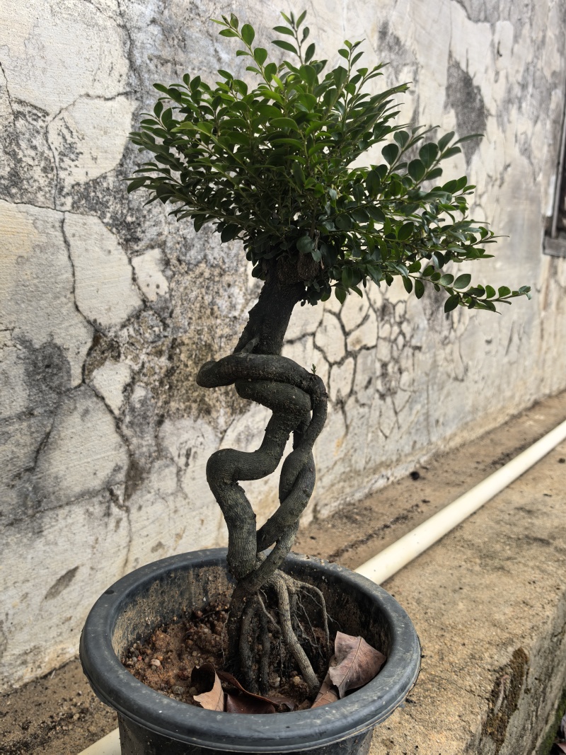 黑骨茶、小叶紫檀