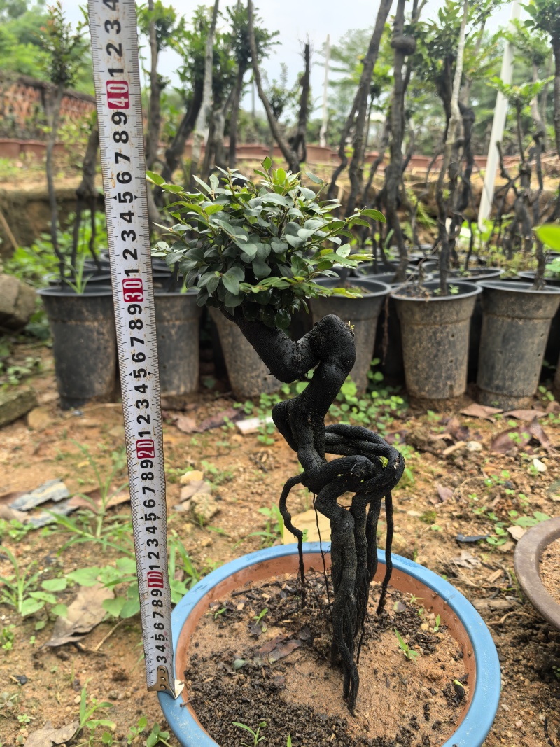 黑骨茶、小叶紫檀