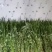 艾草，端午艾草，鲜艾草，按客户要求包装，打冷，冷藏发货