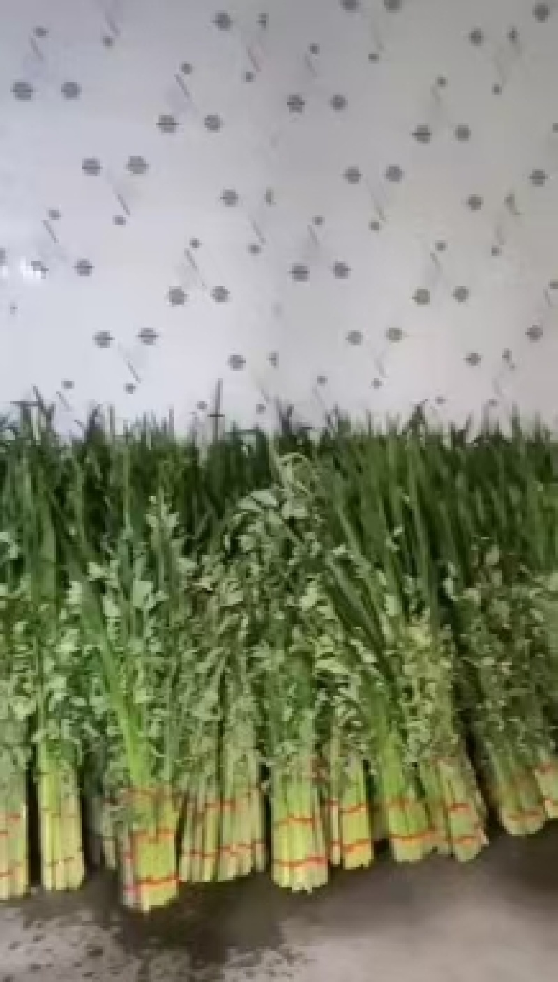 艾草，端午艾草，鲜艾草，按客户要求包装，打冷，冷藏发货