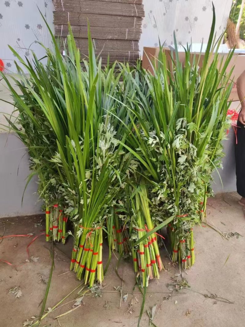 艾草，端午艾草，鲜艾草，按客户要求包装，打冷，冷藏发货