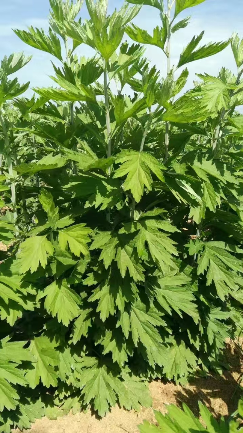 艾草，端午艾草，鲜艾草，按客户要求包装，打冷，冷藏发货