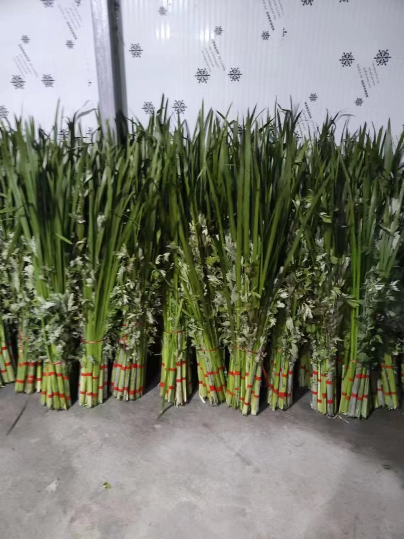 艾草，端午艾草，鲜艾草，按客户要求包装，打冷，冷藏发货