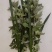 艾草，端午艾草，鲜艾草，按客户要求包装，打冷，冷藏发货