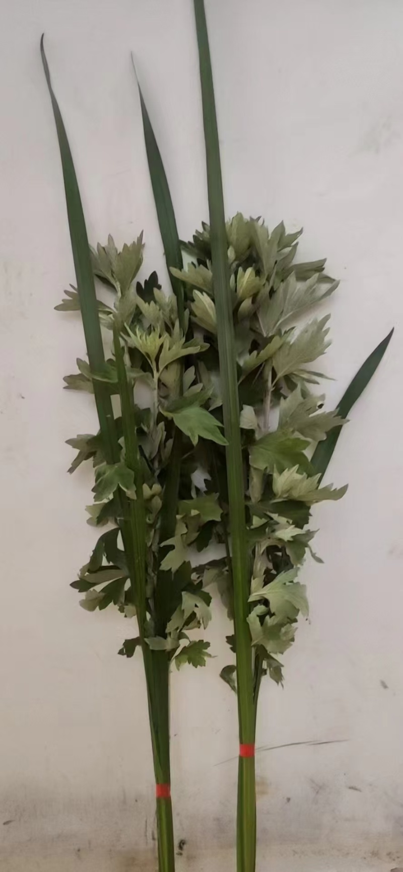 艾草，端午艾草，鲜艾草，按客户要求包装，打冷，冷藏发货