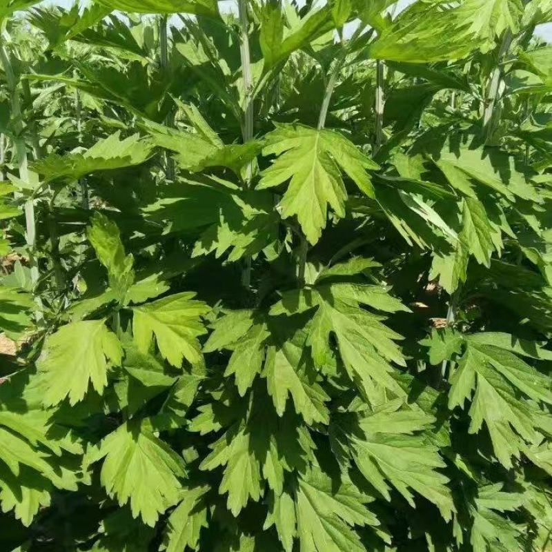 艾草，端午艾草，鲜艾草，按客户要求包装，打冷，冷藏发货