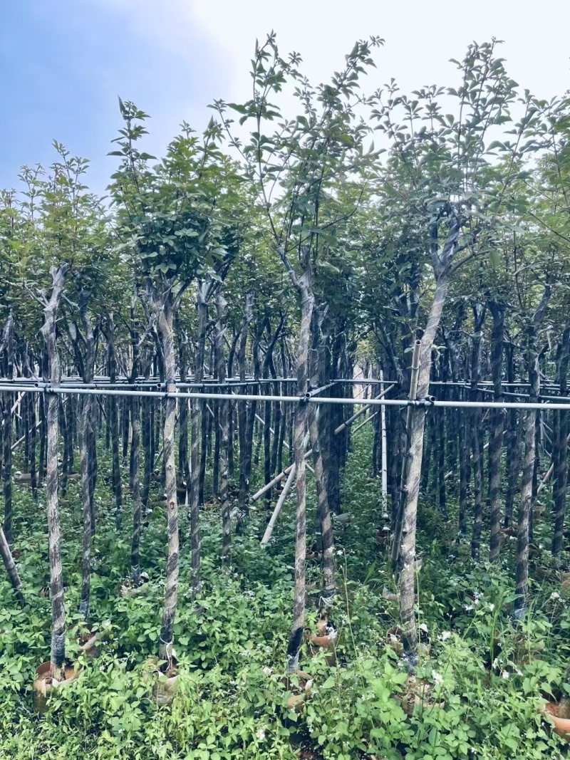 精品黄花风铃木基地供应量大从优诚信经营欢迎咨询