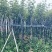 精品黄花风铃木基地供应量大从优诚信经营欢迎咨询