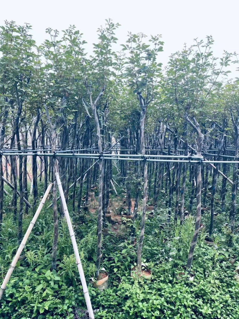 精品黄花风铃木基地供应量大从优诚信经营欢迎咨询