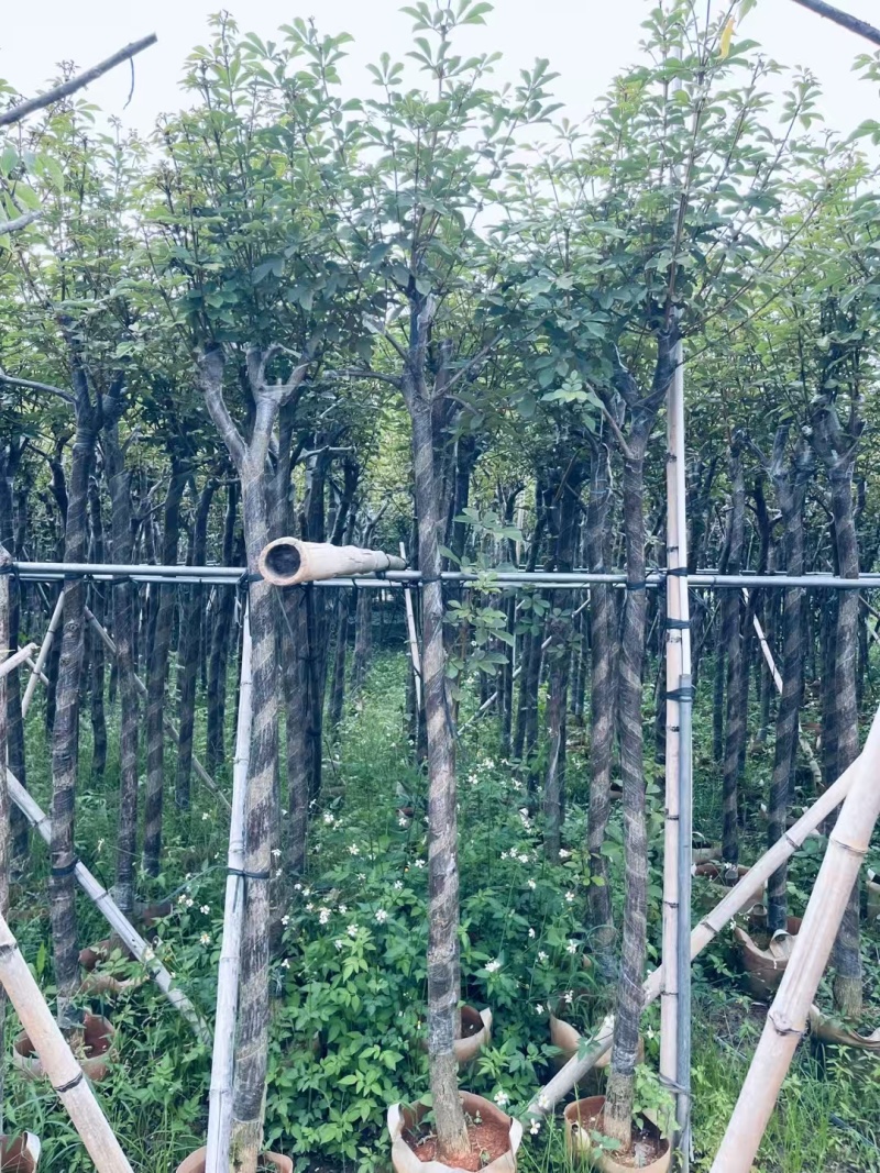 精品黄花风铃木基地供应量大从优诚信经营欢迎咨询