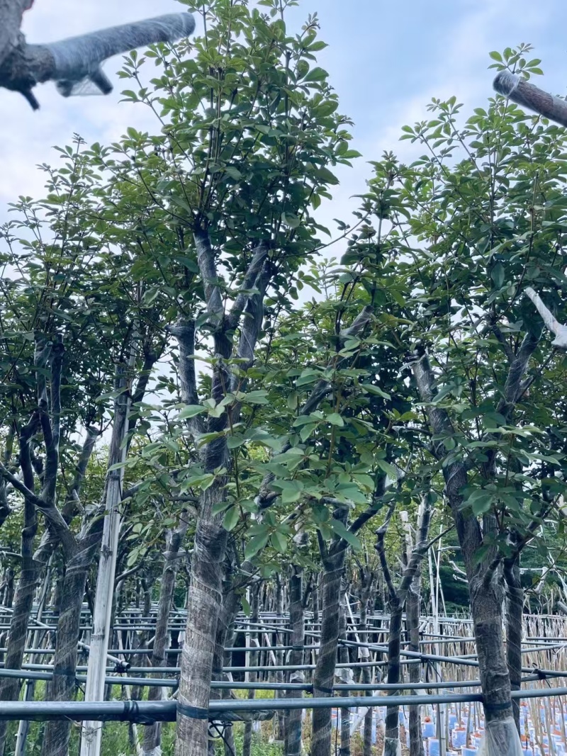 精品黄花风铃木基地供应量大从优诚信经营欢迎咨询