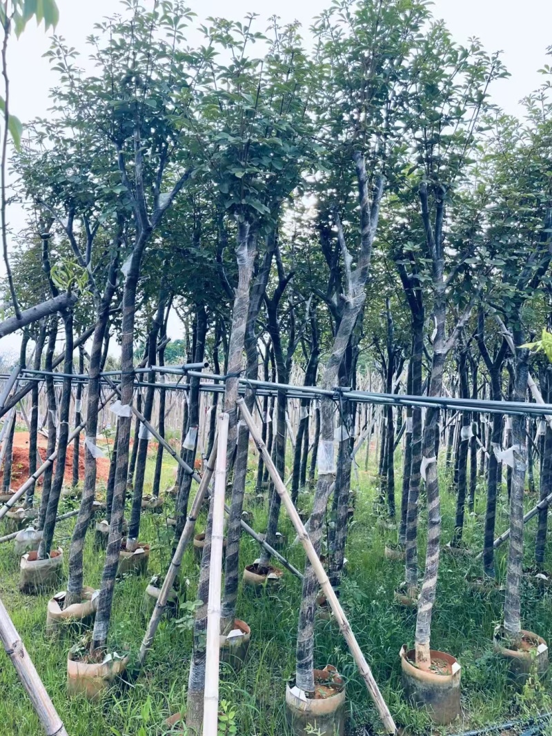 精品黄花风铃木基地供应量大从优诚信经营欢迎咨询