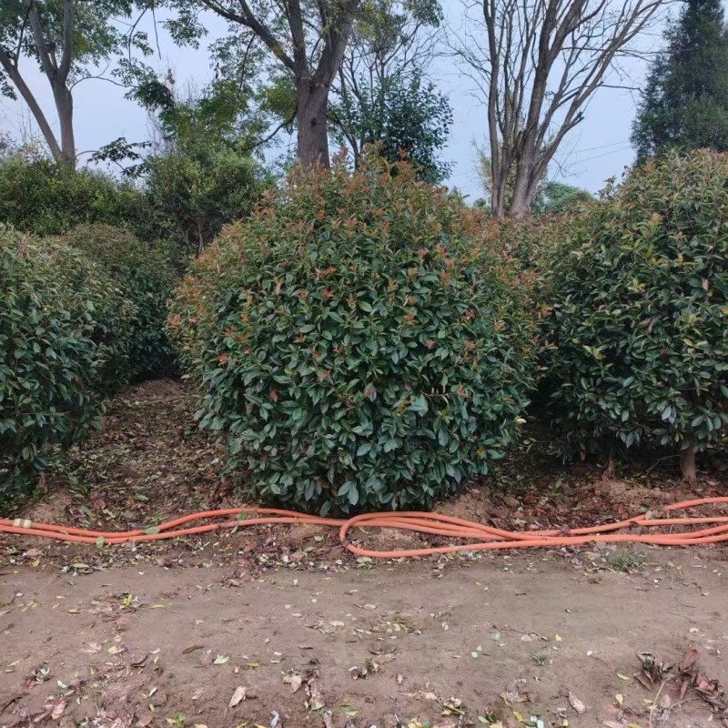 红叶石楠球