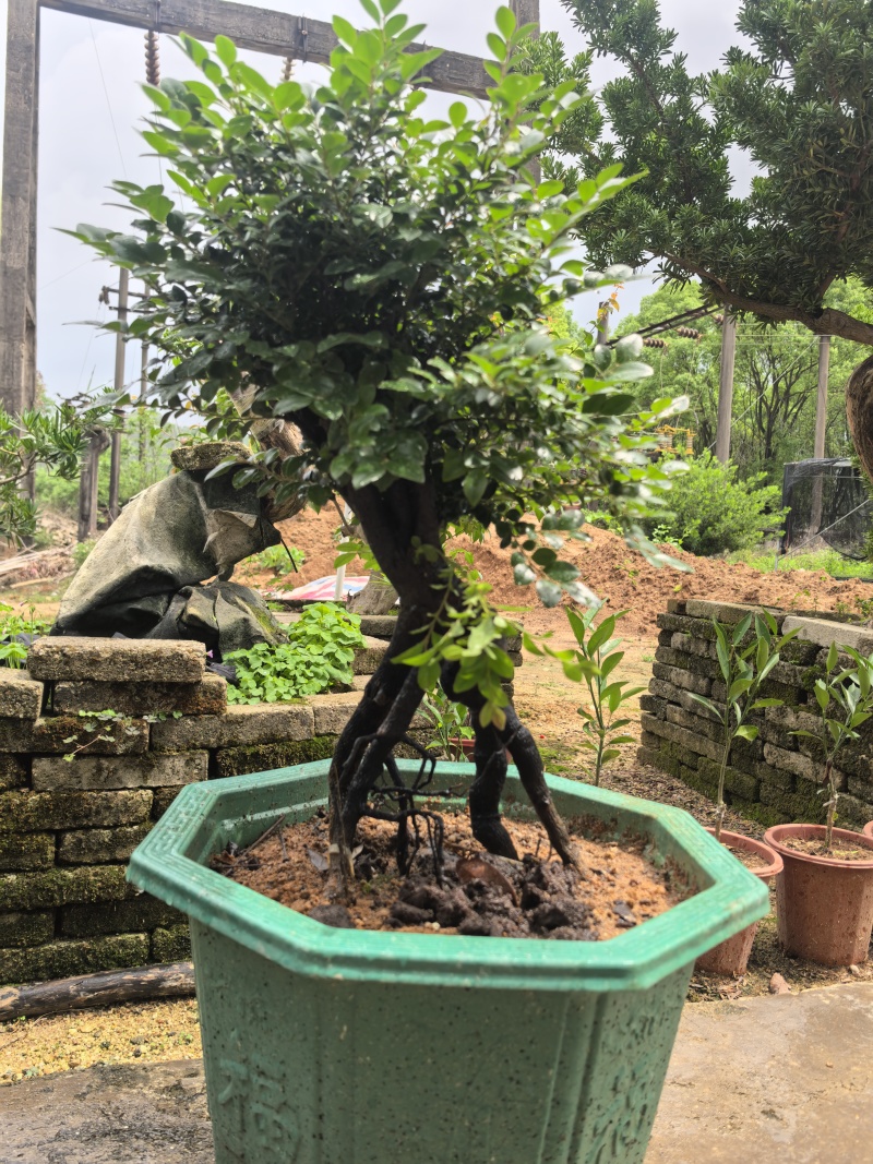 黑骨茶、小叶紫檀
