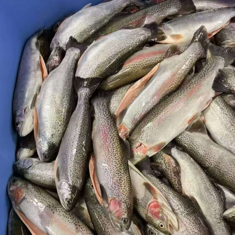 大批量国产三文鱼原料供应，可定制规格开片