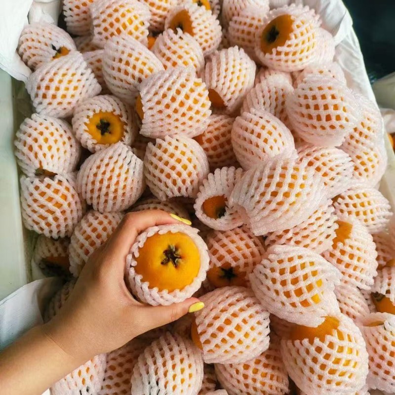 正宗五星大枇杷