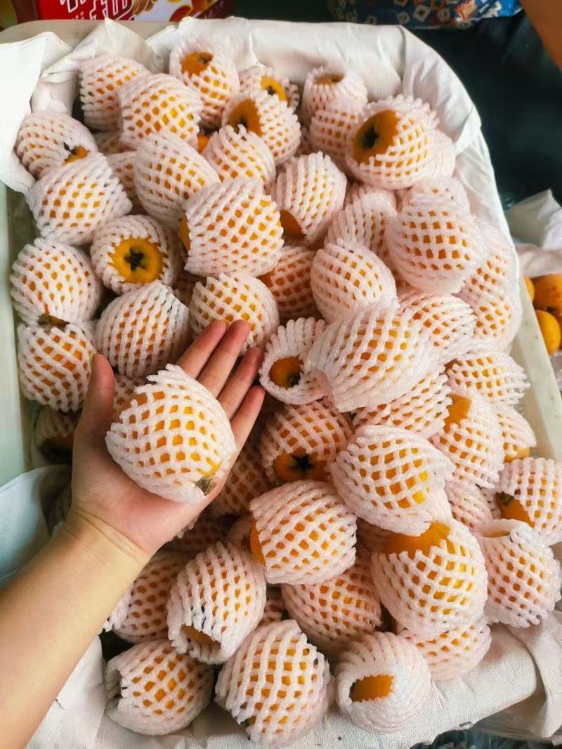 正宗五星大枇杷