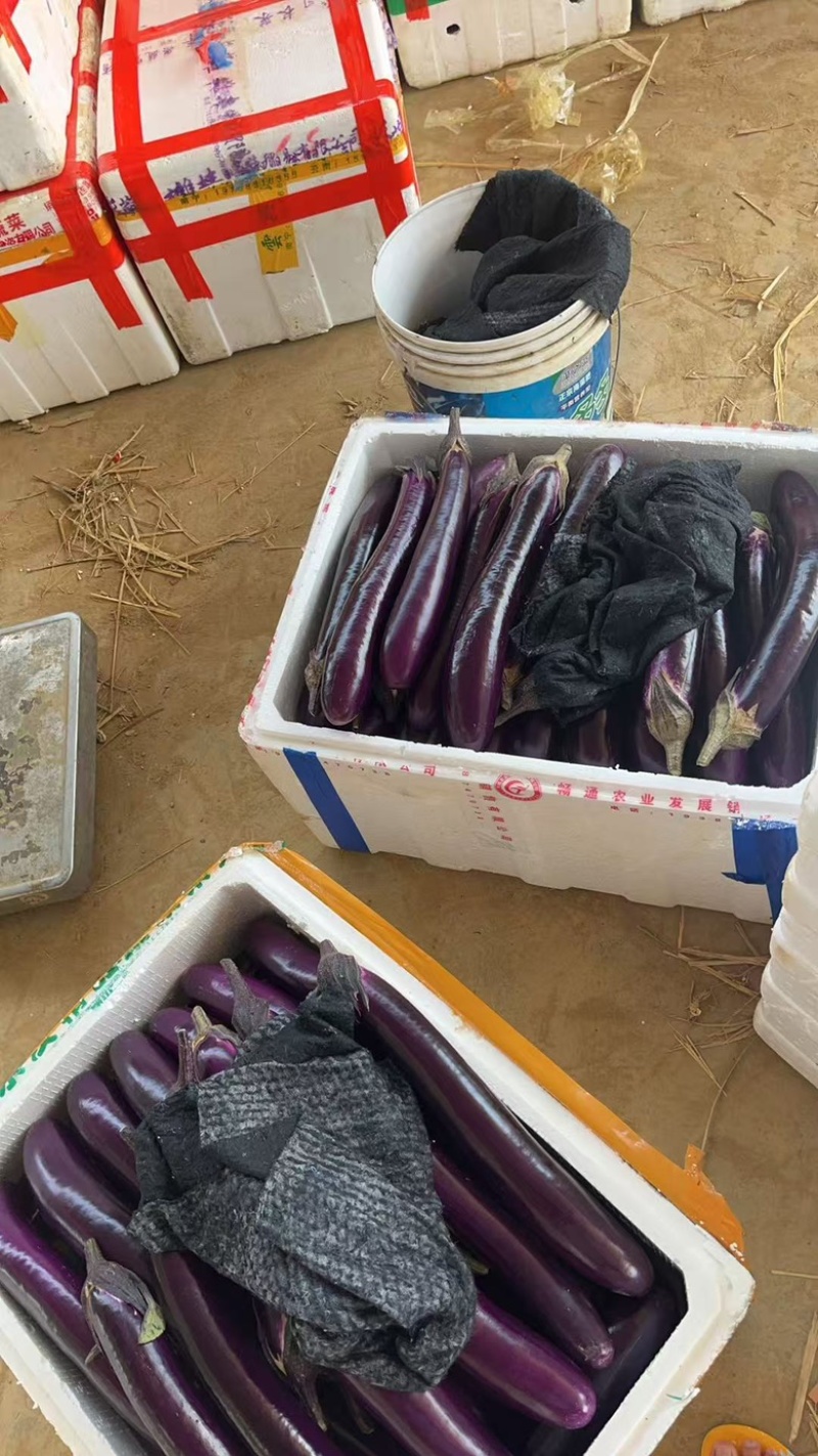 广西茄子大量上市电商市场工厂大量供应