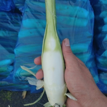 精品茭白电商茭白可持续供应