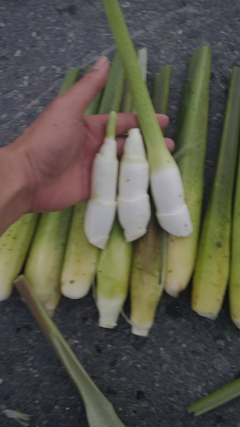 精品茭白电商茭白可持续供应