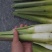 精品茭白电商茭白可持续供应