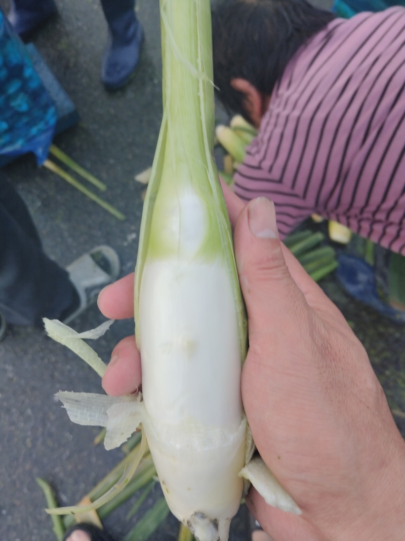 精品茭白电商茭白可持续供应