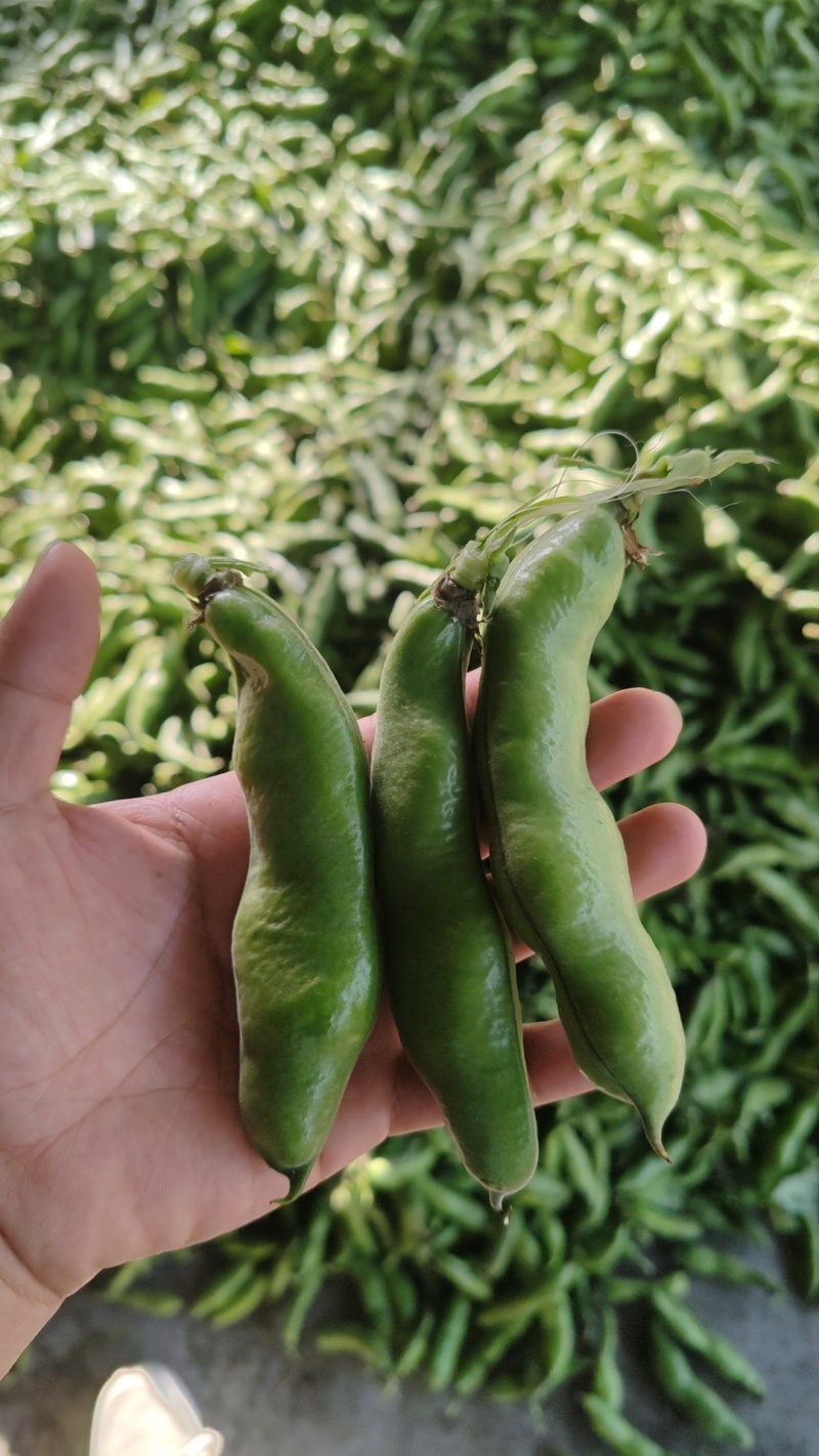 蚕豆大量上市