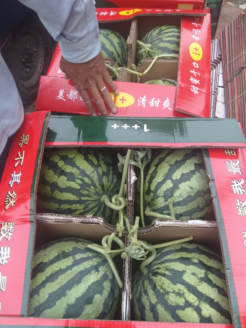 陕西甘美4K西瓜产地直发货源充足诚信经营欢迎咨询