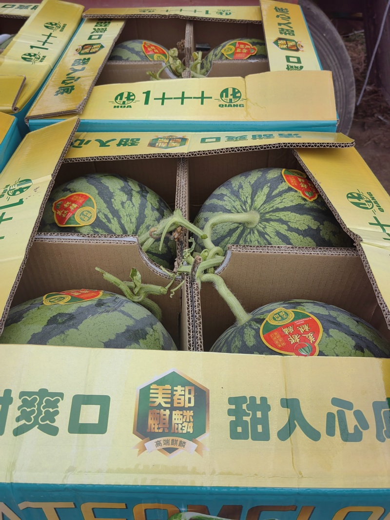陕西甘美4K西瓜产地直发货源充足诚信经营欢迎咨询