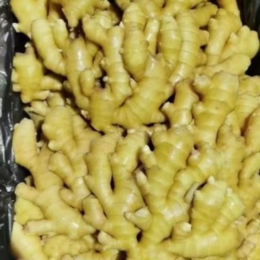 窖藏小黄姜色泽鲜黄，辣味十足，货源充足，全国发货坏烂包赔