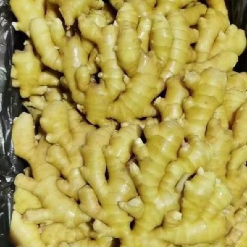 窖藏小黄姜色泽鲜黄，辣味十足，货源充足，全国发货坏烂包赔