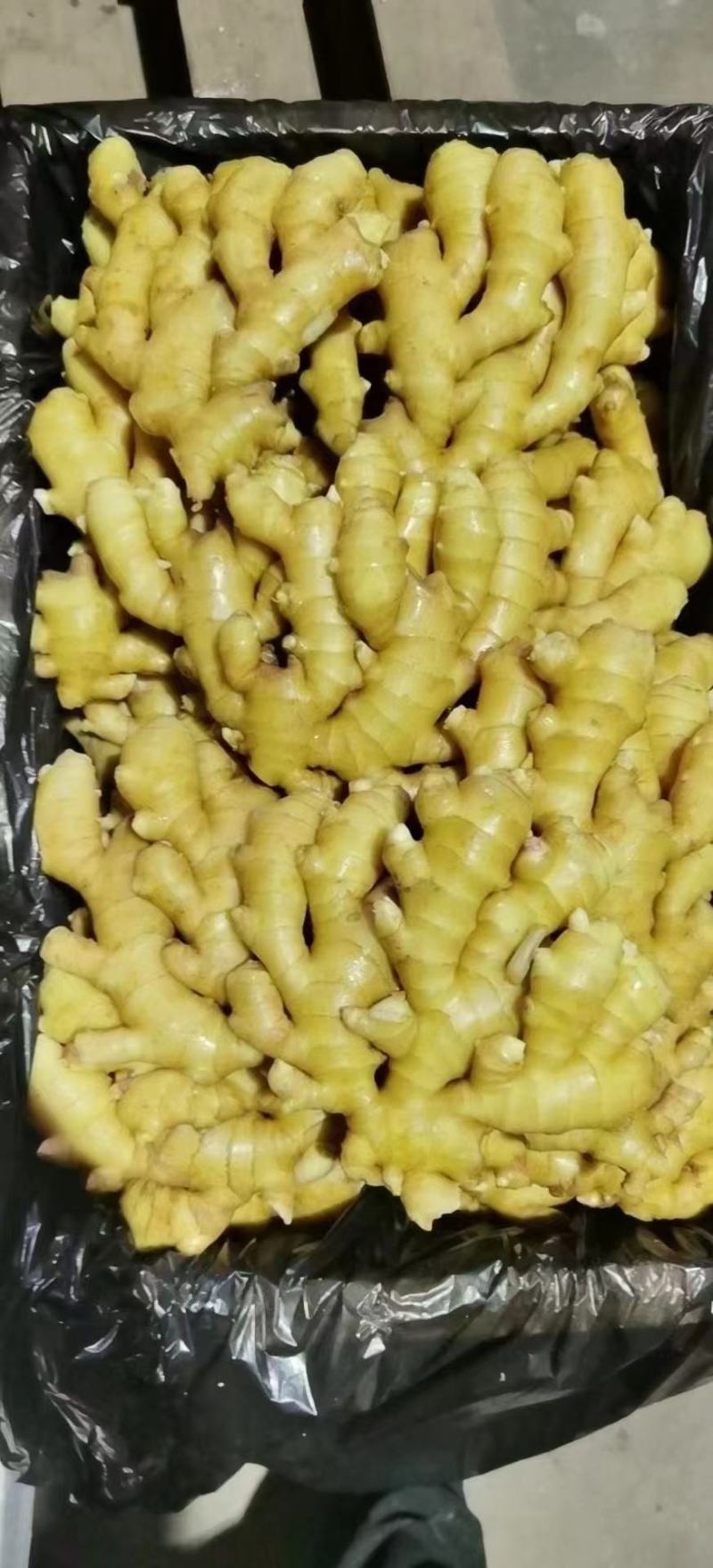 窖藏小黄姜色泽鲜黄，辣味十足，货源充足，全国发货坏烂包赔
