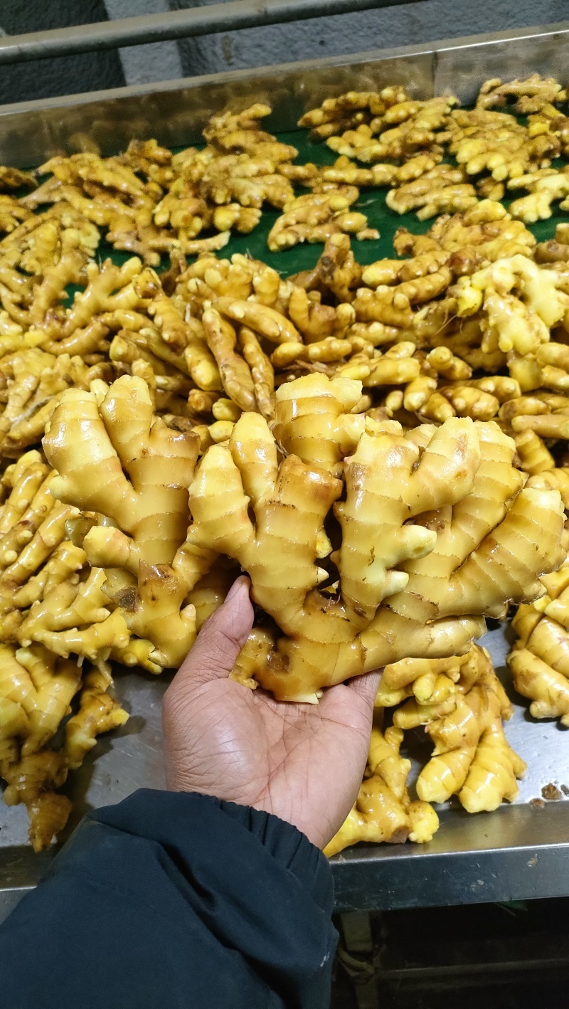 窖藏小黄姜色泽鲜黄，辣味十足，货源充足，全国发货坏烂包赔